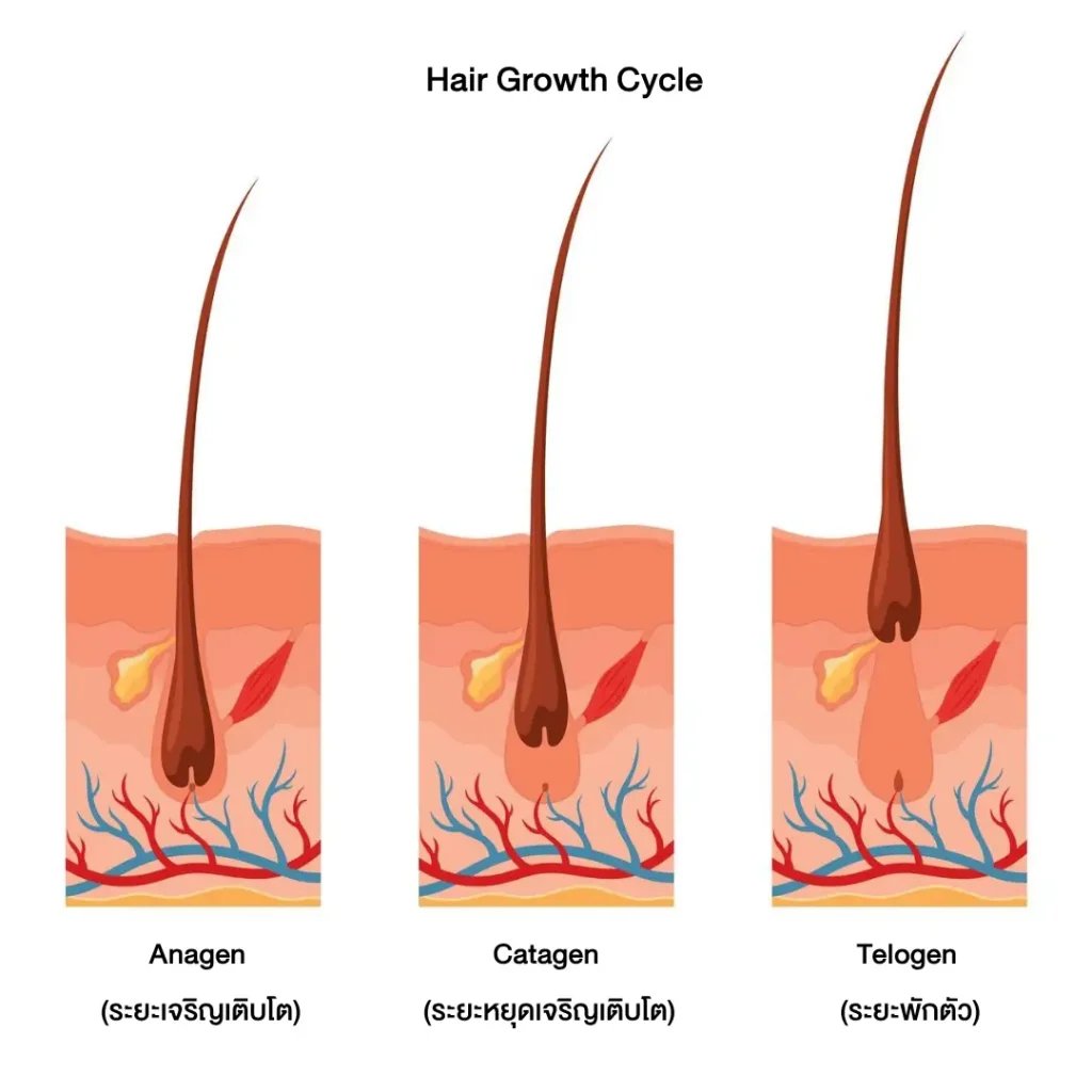 ภาพวงจรการขึ้นของขน
